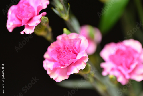 carnation flower