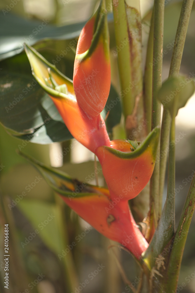 Obraz premium Plantas do Cerrado