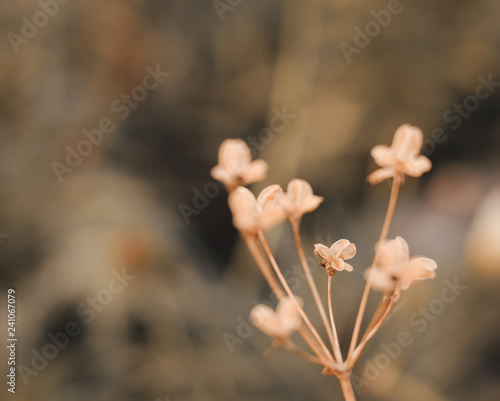 white flower in spring