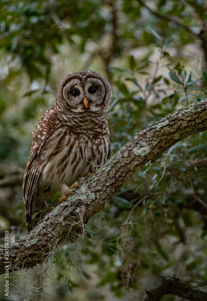 Fototapeta premium Barred Owl in Florida 
