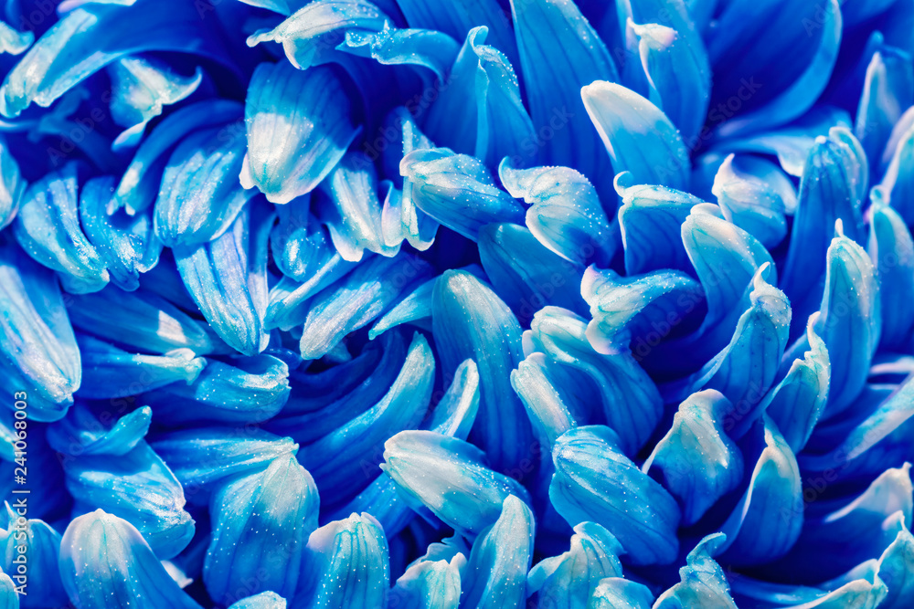 Blue Chrysanthemum flower close-up