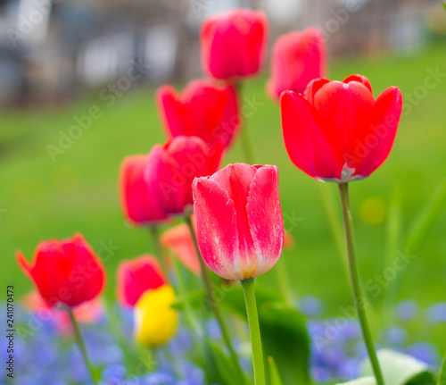 Tulipanes rojos en parque p  blico  fondo verde  plano corto