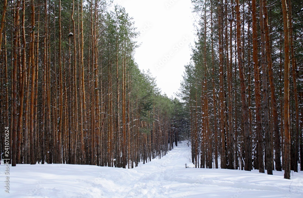 Fototapeta premium A wide clearing in the winter pine forest