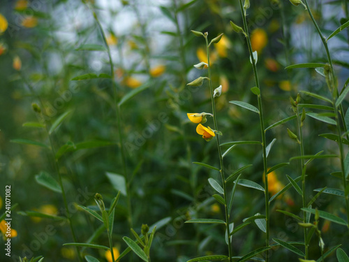 sun hemp yellow flower fileds 