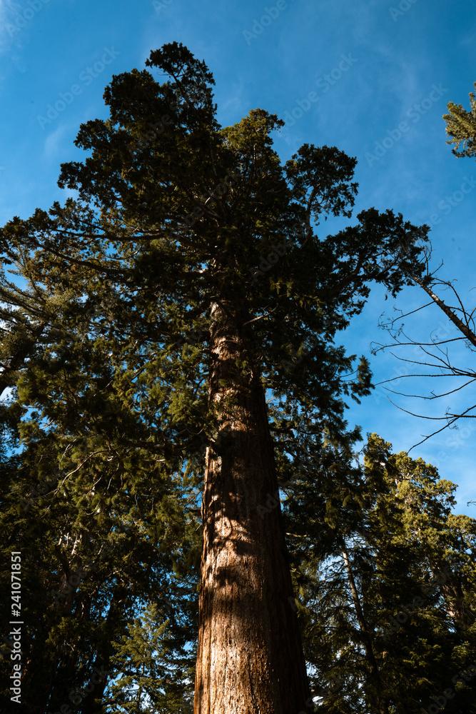 Fototapeta premium Sequoia Tree