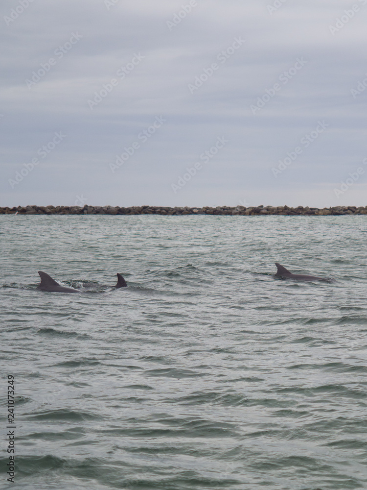Fototapeta premium Wild dolphins swimming in Destin, Florida.