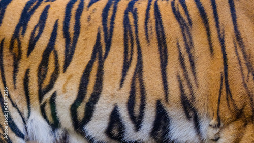 close up tiger skin texture background
