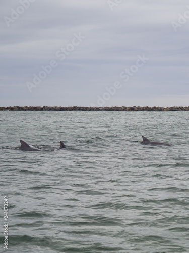 Wild dolphins swimming in Destin, Florida.