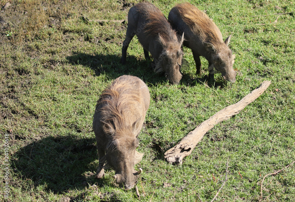 Fototapeta premium The common warthog in Zimbabwe