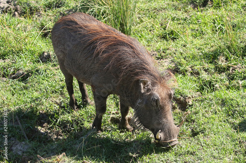The common warthog in Zimbabwe
