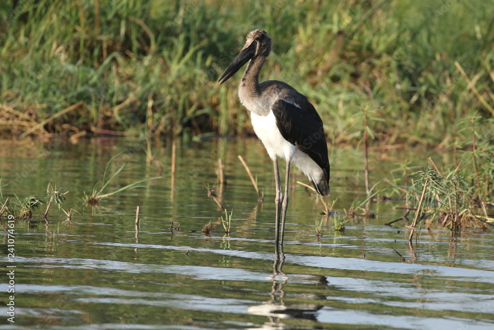 Fototapeta premium The marabou stork at Zambezi River