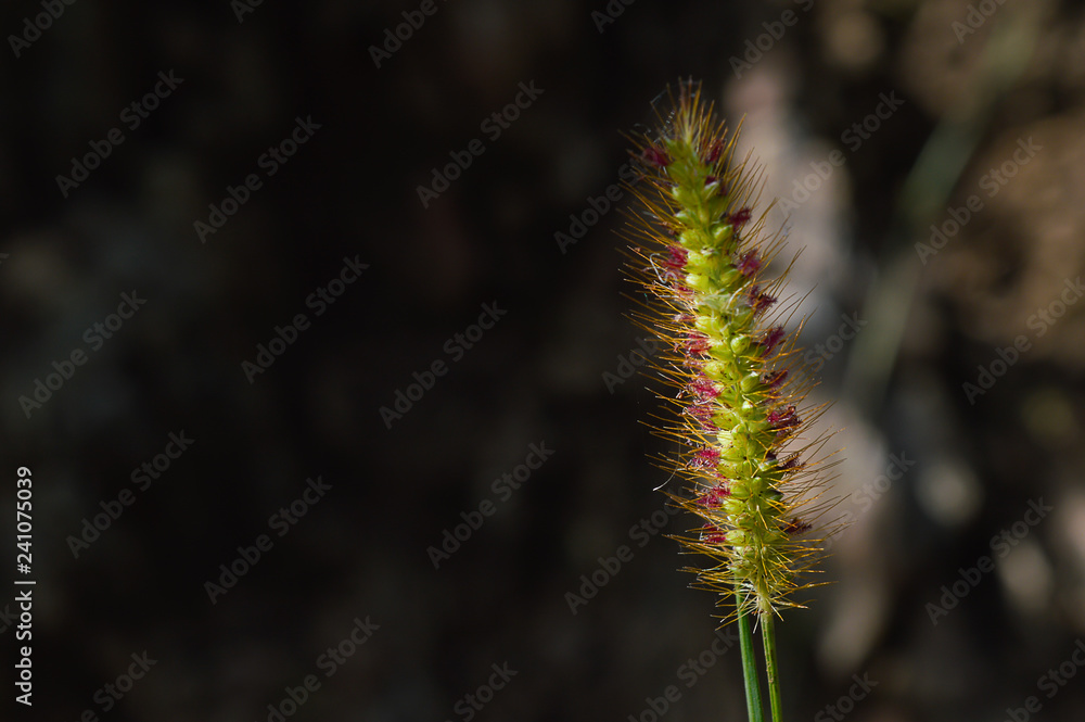 Fototapeta premium espiga