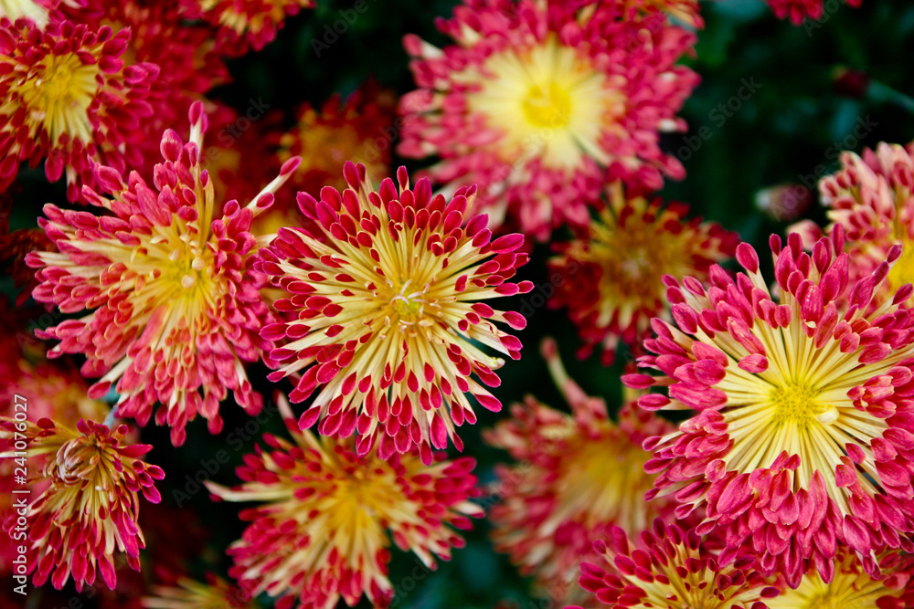Obraz premium Flowers Bloom Petals Colorful Nature