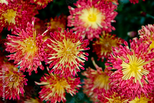 Flowers Bloom Petals Colorful Nature