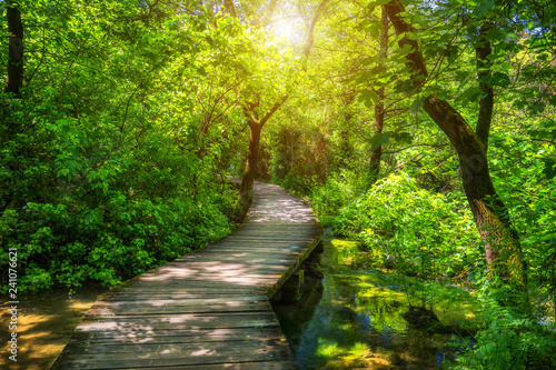 Krka national park wooden pathway in the deep green forest. Colorful summer scene of Krka National Park, Croatia, Europe. Wooden pathway trough the dense forest near Krka national park waterfalls. © daliu