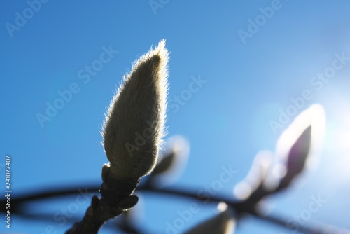 Tokyo,Japan-December 30, 2018: Buds of Magnolia heptapeta on bright blue sky background in the winter photo