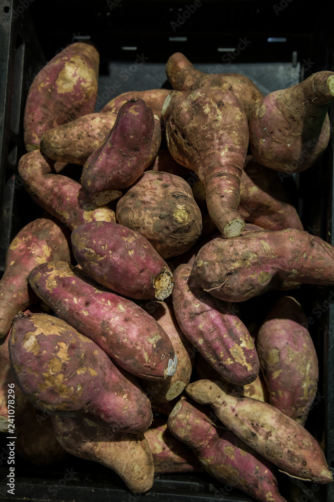 Fresh purple yams pile. Sweet potato for sale in local market. cofred yam background, pile of red or purple yam on background . fresh yam harvest agriculture in the market, sweet potato Fresh purple yams pile. Sweet potato for sale in local market. cofred yam background, pile of red or purple yam on background . fresh yam harvest agriculture in the market, sweet potato