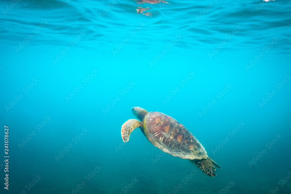 Naklejka premium Green sea turtle swimming at Fitzroy Island