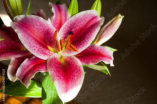 Pink Stargazer Lily bloom
