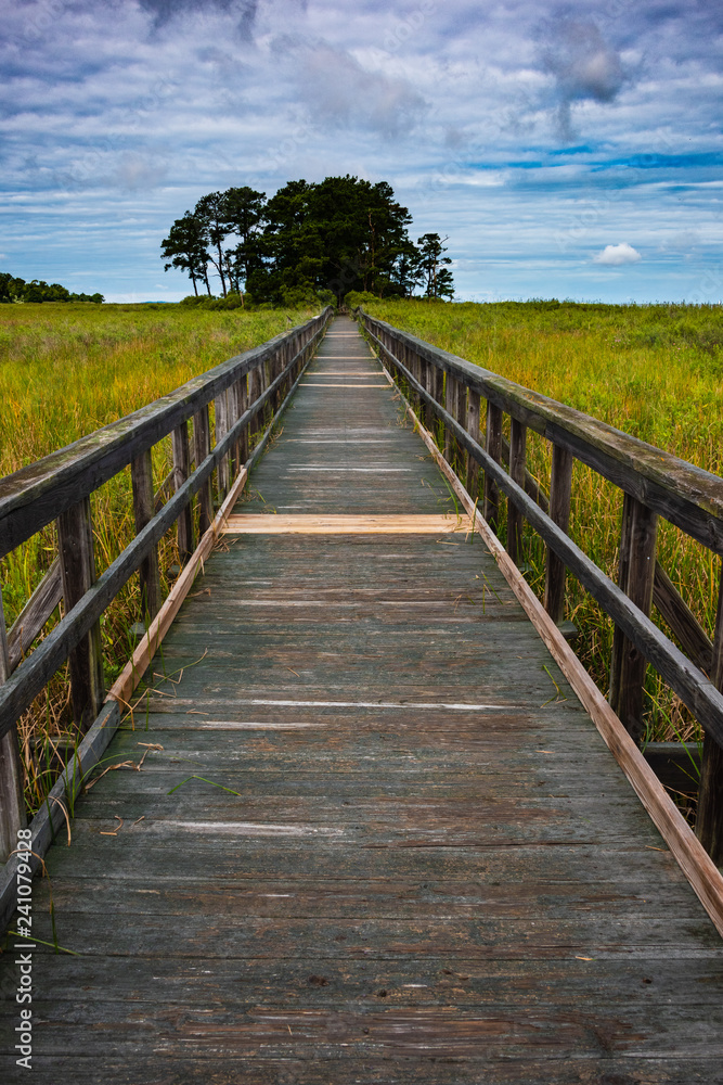 Boardwalk in marsh leading to horizon