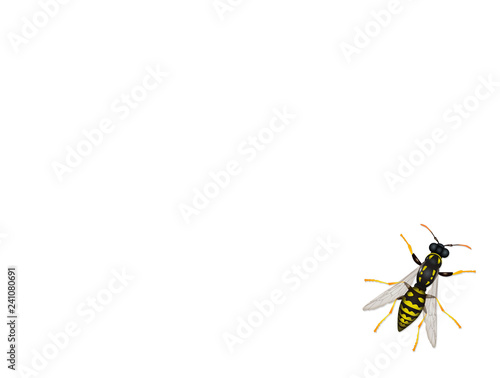 wasp flies on white background