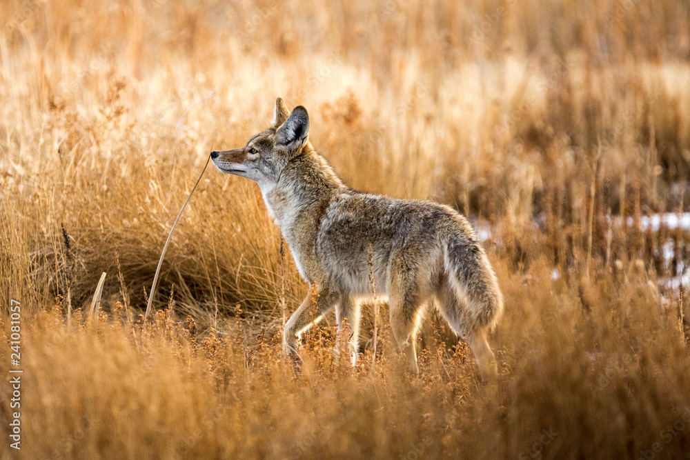 Wild coyote hunting in a grassy field in the winter Wild coyote hunting in a grassy field in the winter