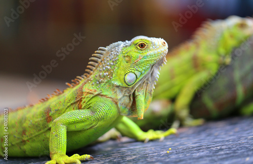 macro photo of a green big iguana © tanor27