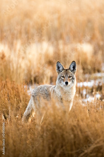 Wild coyote hunting in a grassy field in the winter