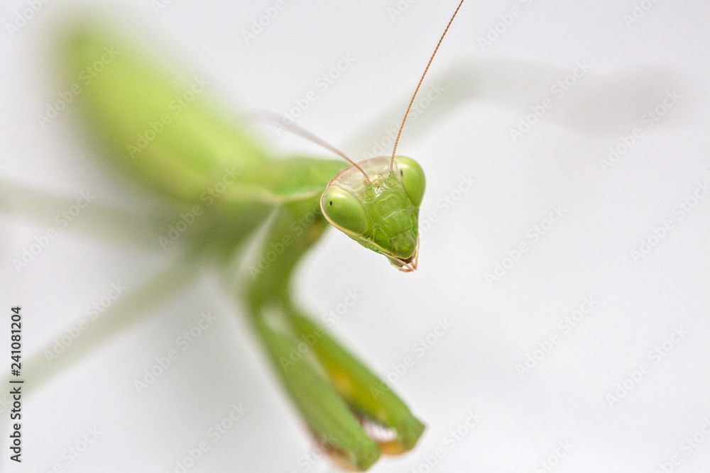 Mantis isolated on a white background. Green mantis on white background. Mantis isolated on a white background. Green mantis on white background.