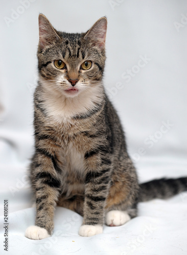 portrait of a striped with white cat on a white background