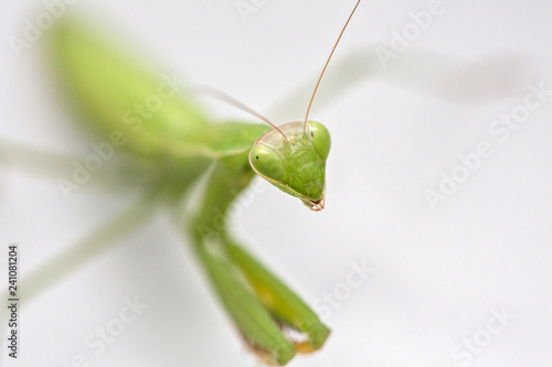 Mantis isolated on a white background. Green mantis on white background. © Thirawatana