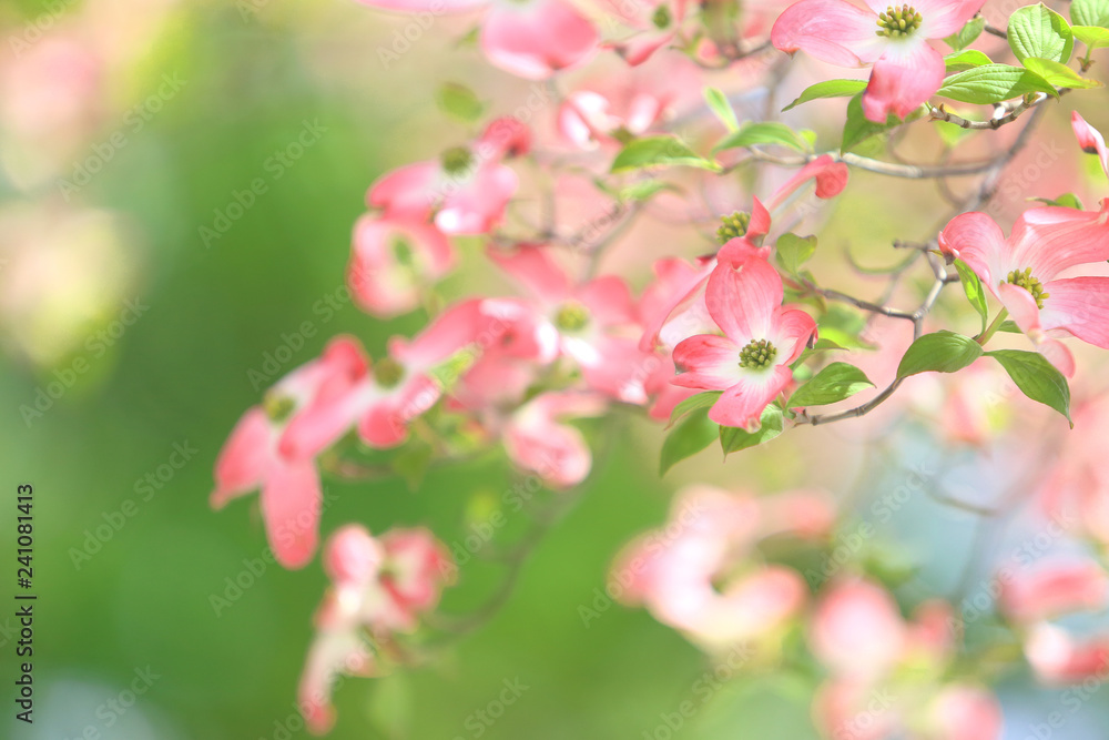 ハナミズキ ピンクの花 Stock Photo Adobe Stock