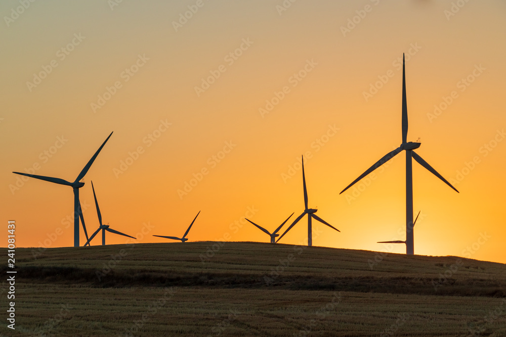 Fototapeta premium Wind turbines turning in the wind at sunset in a dry wheat field