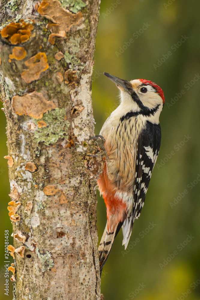 White-backed Woodpecker on the tree, Dendrocopos leucotos White-backed Woodpecker on the tree, Dendrocopos leucotos