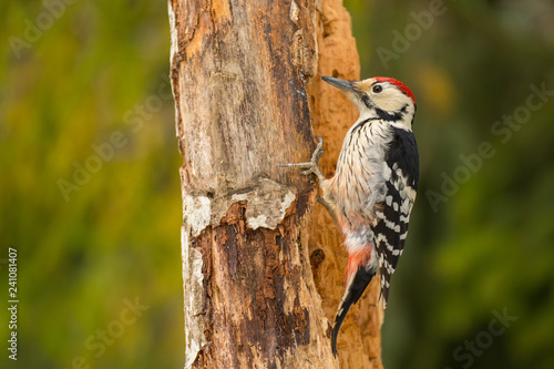 Fototapeta Naklejka Na Ścianę i Meble -  White-backed Woodpecker on the tree, Dendrocopos leucotos