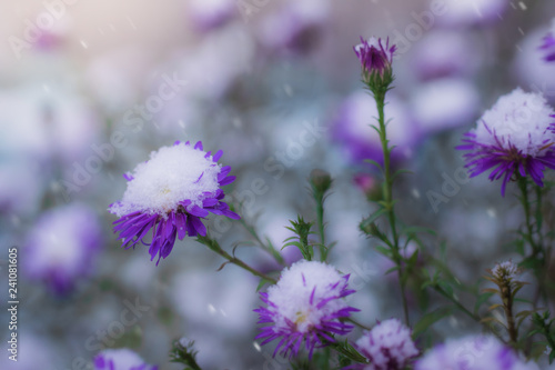 Snow-covered flowers alpine aster.
