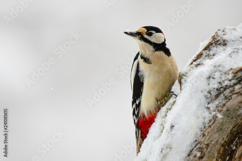 Great Spotted Woodpecker on the tree, Dendrocopos major