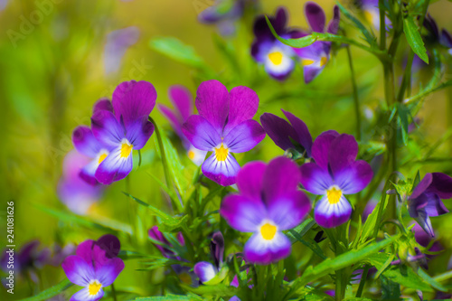 Fototapeta Naklejka Na Ścianę i Meble -  Purple violet flowers