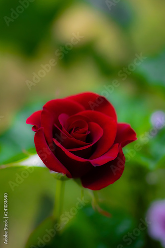 Rose flower on a green blur background.