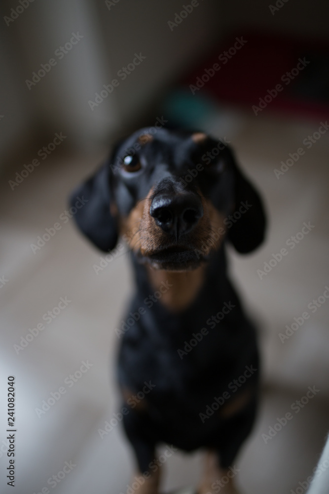 Portrait of a dog at the kitchen table Portrait of a dog at the kitchen table