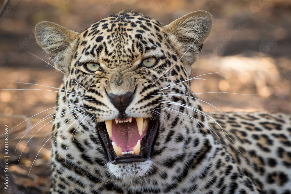 Fototapeta premium Stunning looking male leopard with open mouth.