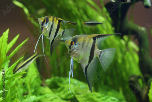 Sea angel, pterophyllum on the background of green plants in the aquarium.