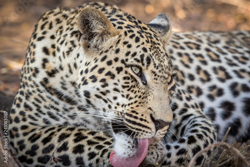 Stunning looking male leopard grooming himself after a meal.