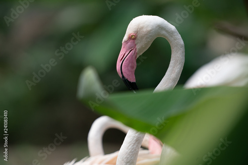Flamingo head shot 