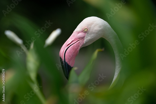 Flamingo head shot 