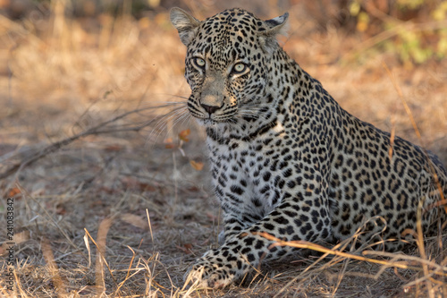 Beautiful portrait of huge male leopard.