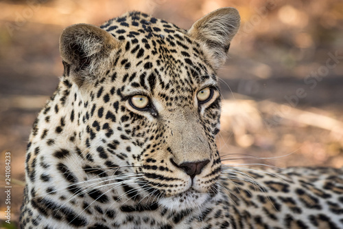 Stunning looking male leopard relaxing.