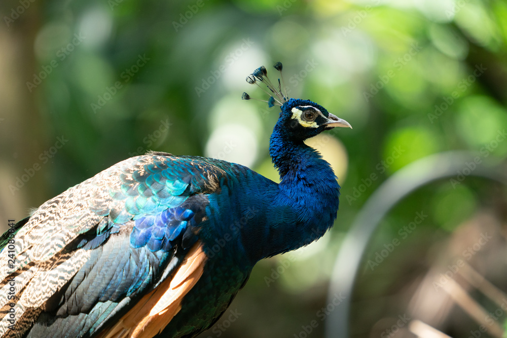 Fototapeta premium Peacock