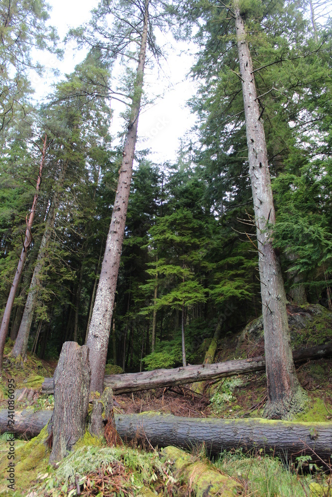 Fototapeta premium Pine tree forest