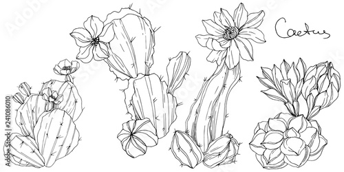 Vector Cacti floral botanical flower. Black and white engraved ink art. Isolated cacti illustration element.